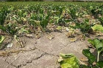 Proglašena elementarna nepogoda suša na dijelu područja Koprivničko-križevačke županije